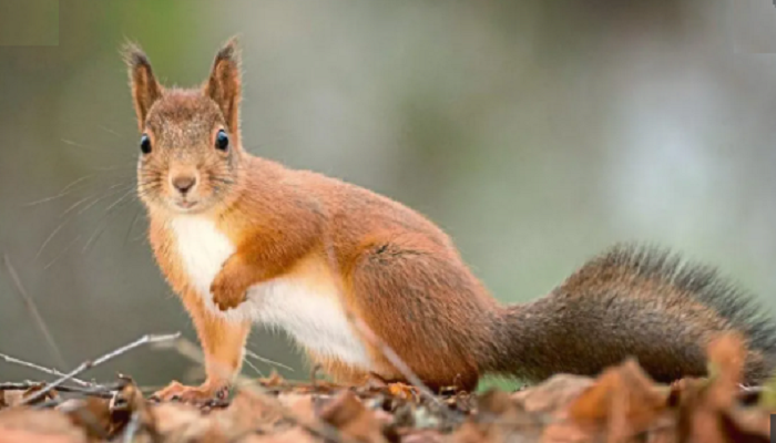 Texas firefighters rescue squirrel stuck in tree's knothole