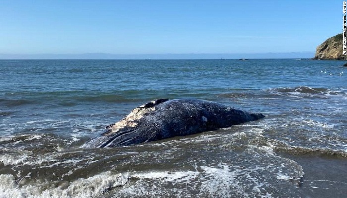 Four gray whales have been found dead in California's Bay Area within eight days
