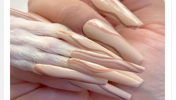 Woman loves to pamper her dog with fake nails - but some say it's 'animal abuse'