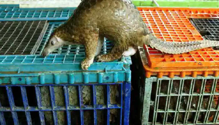 WHO urges ban on sale of live wild mammals in food markets