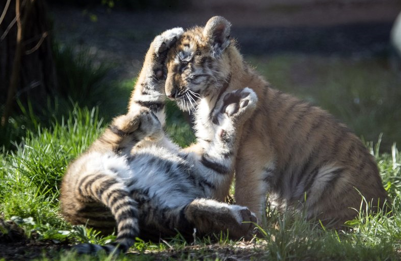 Endangered tiger cubs make first public appearances at zoo