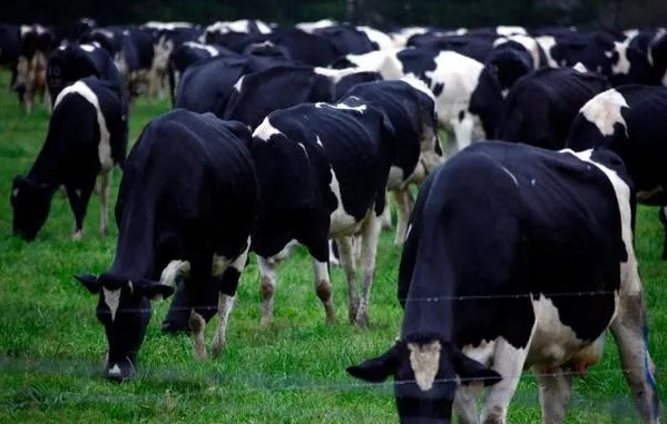 Chinese owners of Australia biggest dairy scrambling to sell parts of business after investigation launched