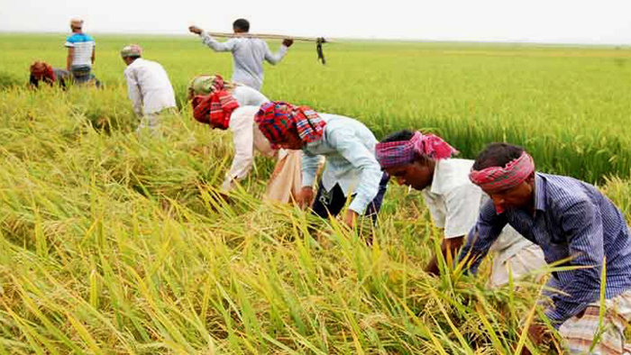 Jobless workers being sent to haor districts to cut Boro paddy