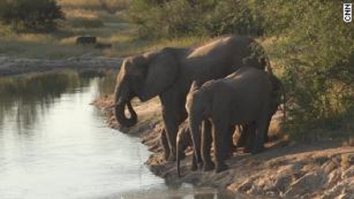Zimbabwe to sell hunting rights for endangered elephants