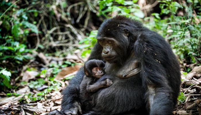 Gorilla among over 200 endangered species threatened by conflict: conservationists