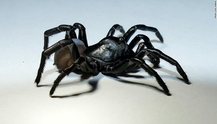 Mysterious, new tarantula-like spider identified in the Florida Everglades