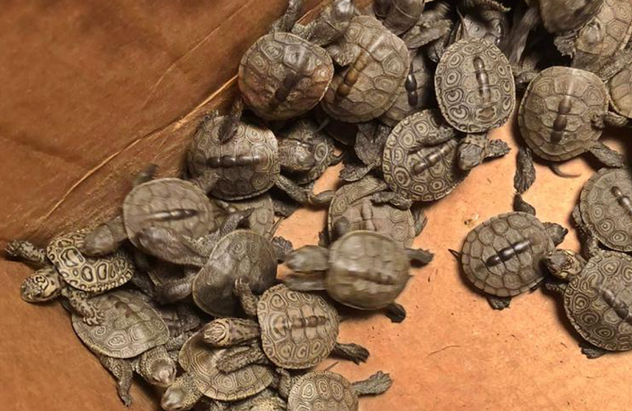 Cowabunga! More than 800 turtles rescued from storm drains
