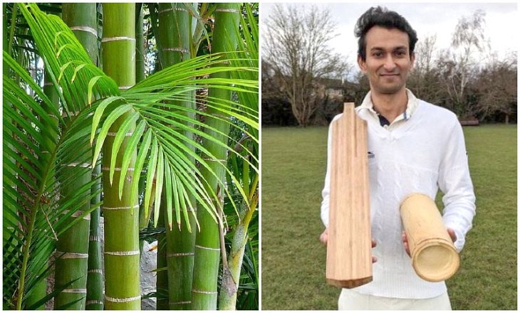Bamboo bats could revolutionise cricket: study