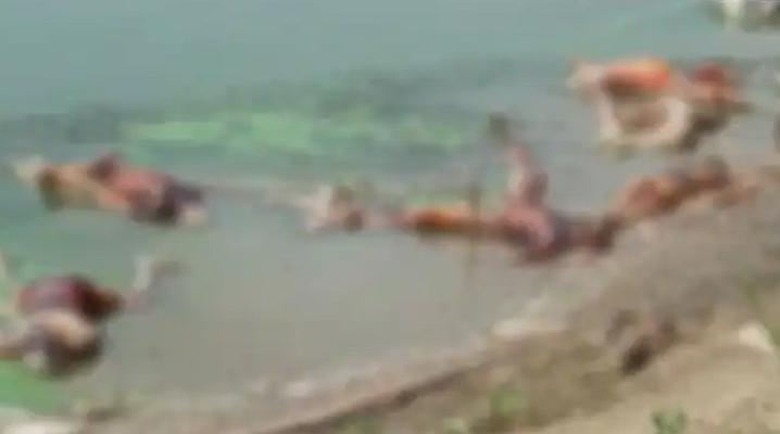 Covid panic in Bihar as over 40 bodies wash up on banks of Ganga