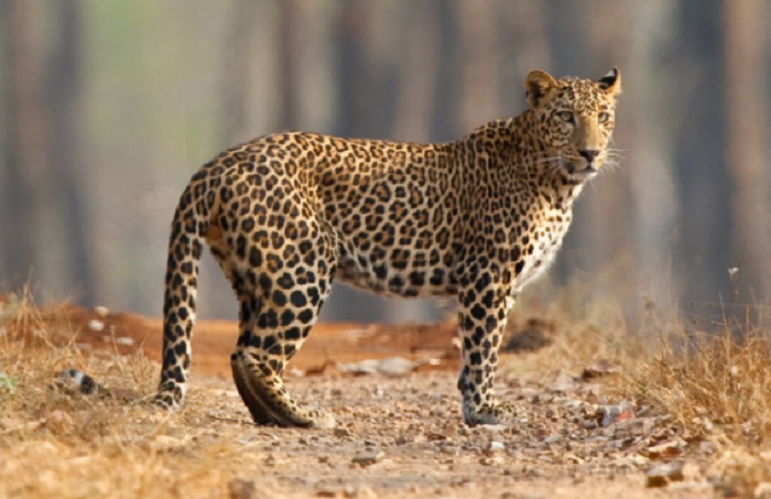 China: Search for leopard missing more than a week