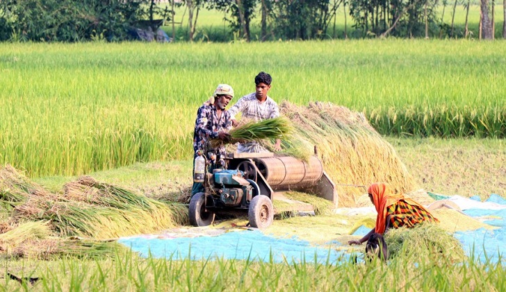Rice prices drop as Boro harvest begins