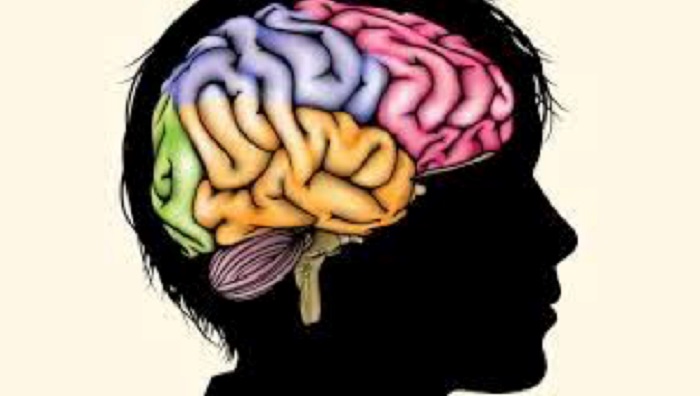 Social-Emotional Learning and Brain Development