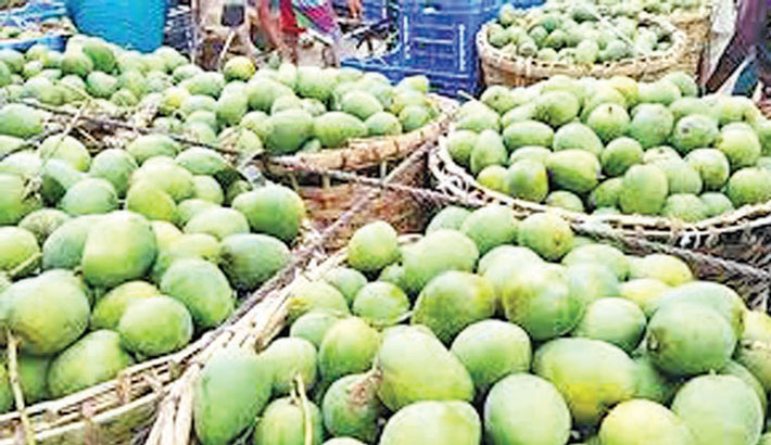 Mango starts appearing in Rajshahi markets