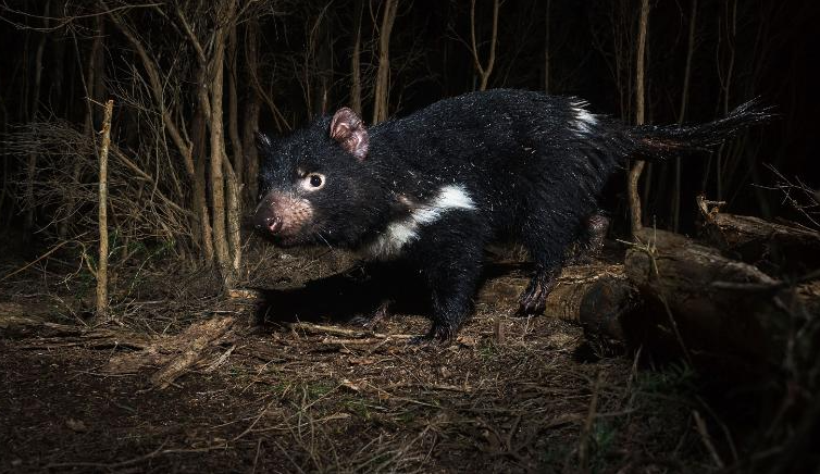 Tasmanian devils born on Australian mainland for first time in 3,000 years
