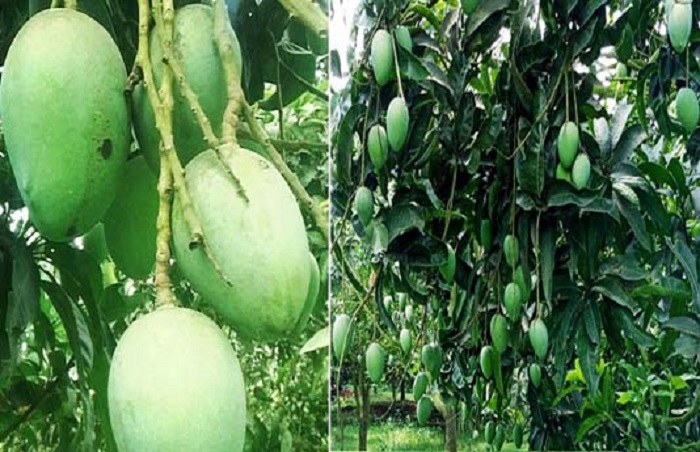 Farmers eying bumper ‘Haribhanga’ mango production