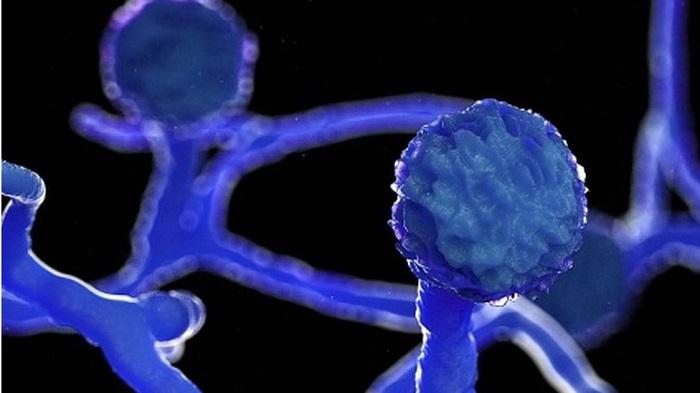 Govt making guidelines for treatment of black fungus

