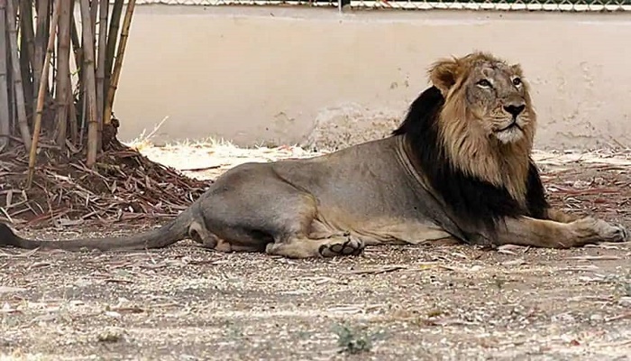 Another Asiatic lion dies of Covid-19 at Chennai zoo