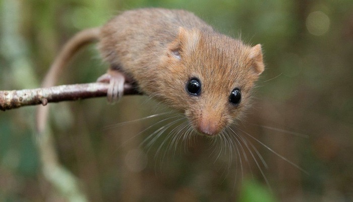 Thousandth dormouse brought back to the wild threatened mammals