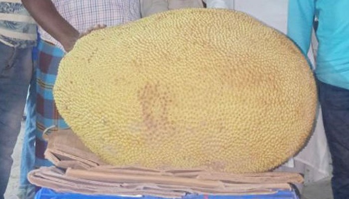 Jackfruit weighing 65kg sold at Tk 2,300 in Kishoreganj