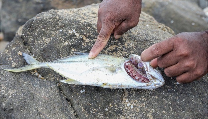 Sri Lanka: Hundreds of sea animals washed ashore after ship disaster