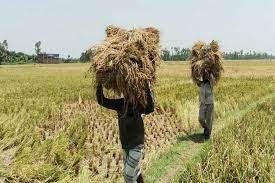 Lower Boro procurement forces govt to import rice
