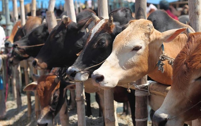 19 cattle markets to start from July 17
