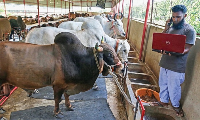 Govt issues 12-point instruction on cattle market  