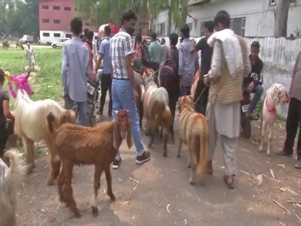 Goat market set up in J-K's Poonch ahead of Eid-ul-Azha

