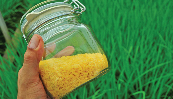 Philippines clears Golden Rice for commercial use