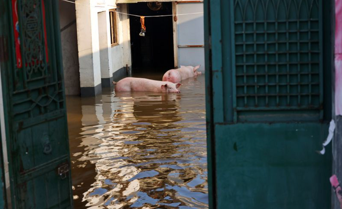 'The sky has fallen': Chinese farmers see livelihoods washed away by floods