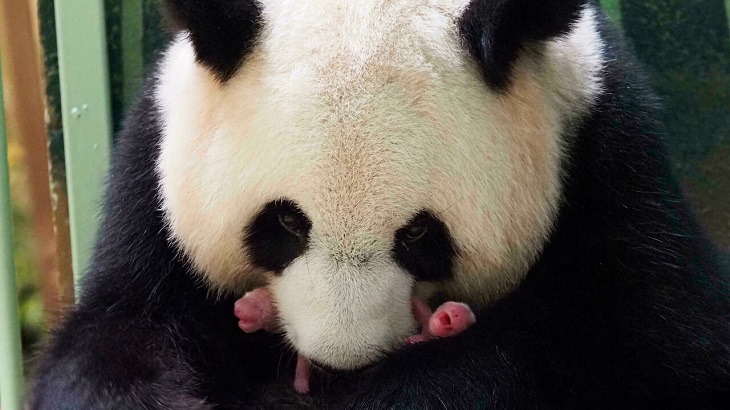 Panda loaned to France gives birth to twins: zoo