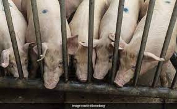 El Salvador bans pork imports over African swine fever fears