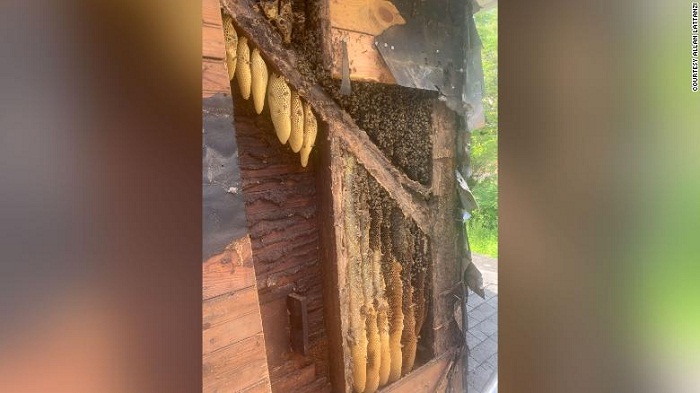 450,000 honeybees have been occupying the walls of this home for 35 years