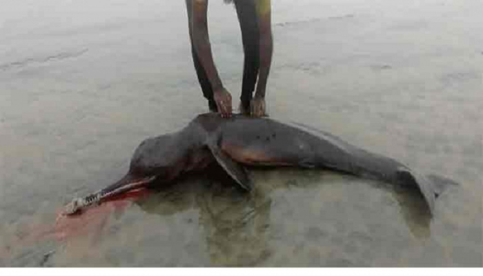 Another dead dolphin washed up on Kuakata beach