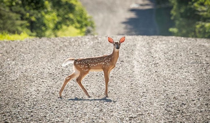 US reports world’s first deer infected with COVID-19