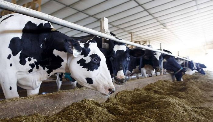 Two atypical cases of mad cow disease detected in Brazil