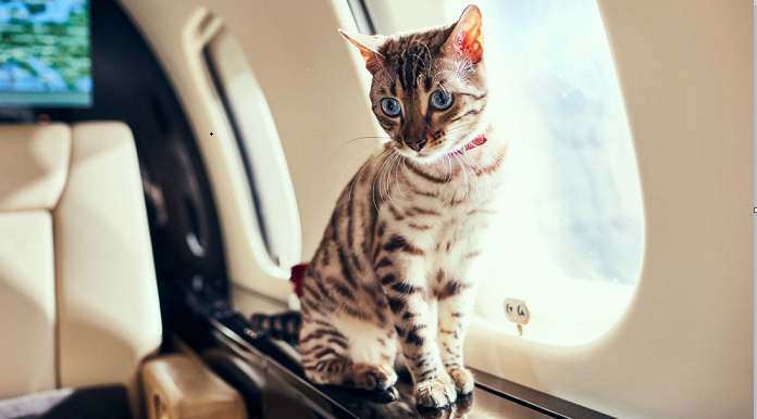 Why more travelers are flying their pets by private jet