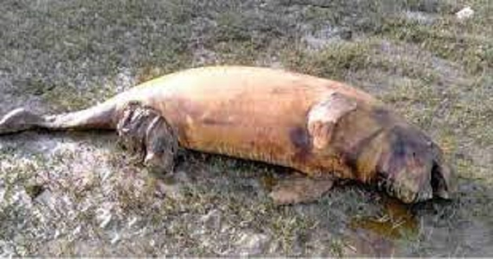 Three more dolphin carcasses found off Chattogram coast
