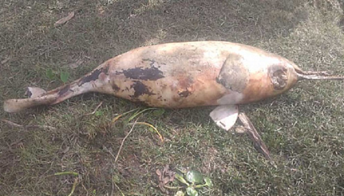 Chattogram's river police recover dead dolphin in Halda River