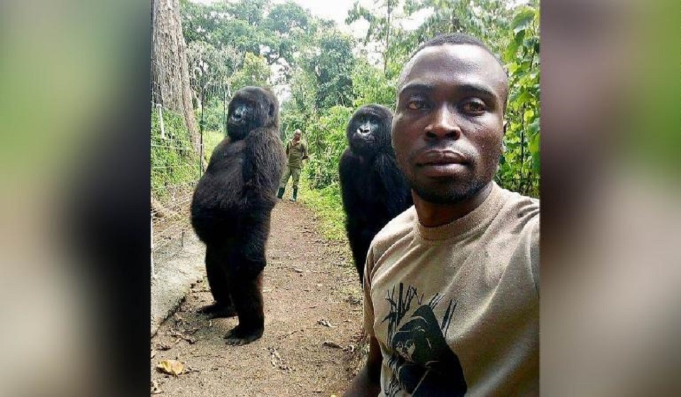 Ndakasi, beloved mountain gorilla whose photobomb went viral, dies aged 14