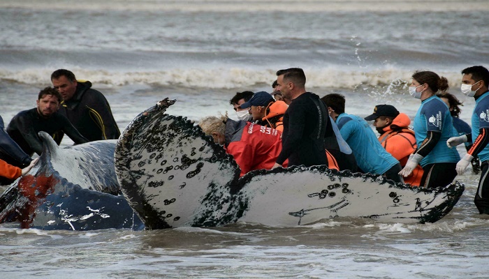 Two stranded humpback whales rescued in Argentina