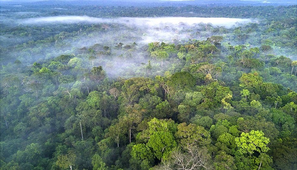 Facebook to act on illegal sale of Amazon rainforest