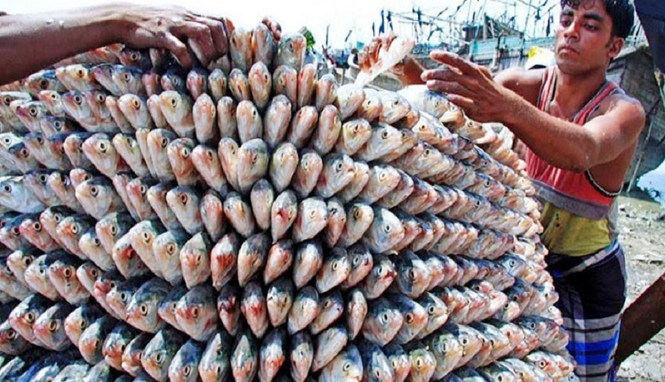 Time for Hilsa export to India extended until Nov 5