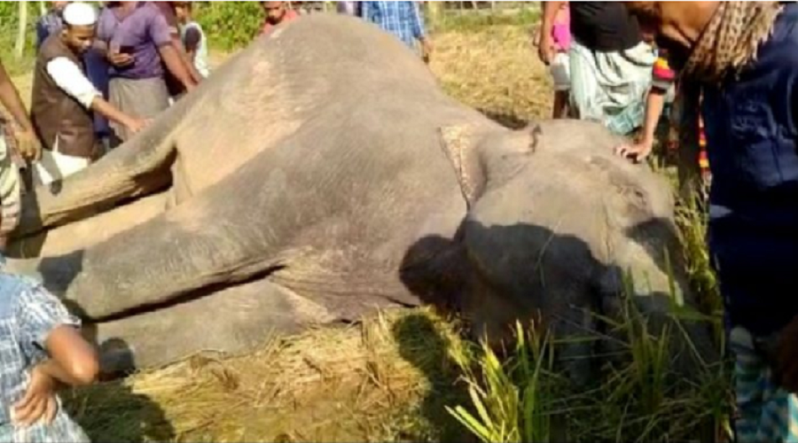Wild elephant dies from electrocution in Ctg