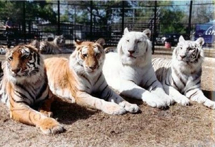  A 'really incredible' sighting of 6 tigers walking together