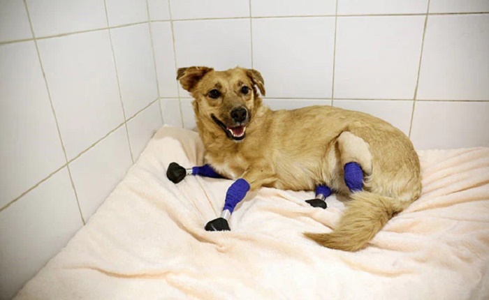 Back on all fours with titanium paws for Russia rescue dog