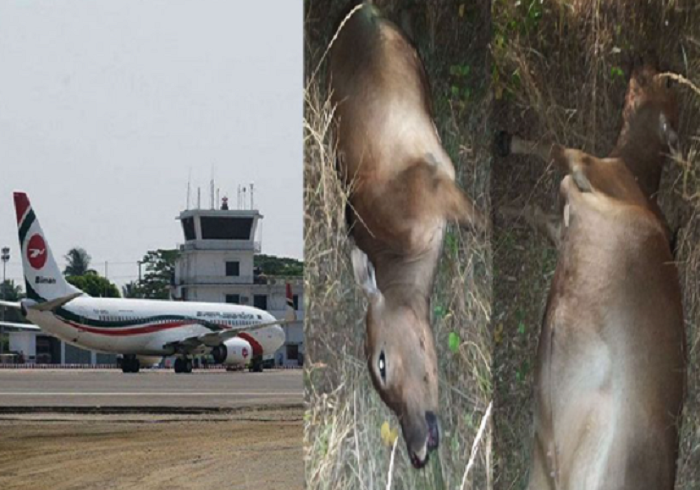 Plane hits cows: Four Ansar guards suspended at Cox’s Bazar Airport