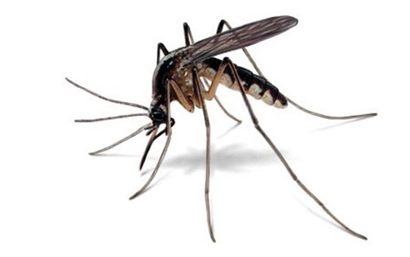 Dengue: 121 more hospitalised in 24 hrs