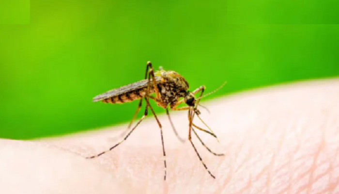 Dengue: 53 more hospitalised in 24 hrs