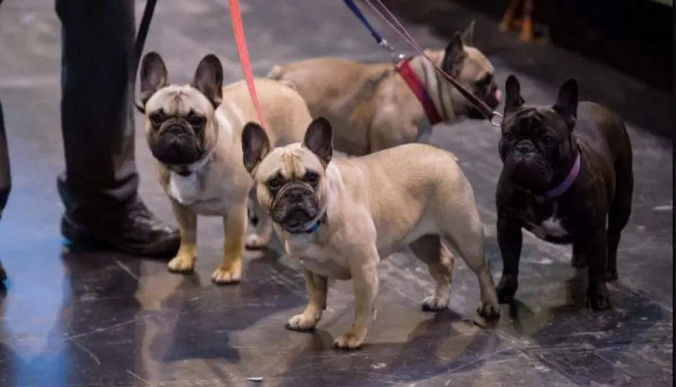 Why thieves are snatching French bulldogs across the US